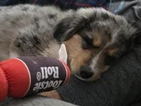 Sky, a male Miniature Australian Shepherd for sale in Omaha, NE – Photo 3 of 5