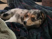 Sky, a male Miniature Australian Shepherd for sale in Omaha, NE – Photo 2 of 5