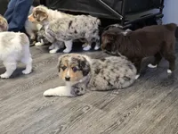 Sky, a male Miniature Australian Shepherd for sale in Omaha, NE – Photo 5 of 5