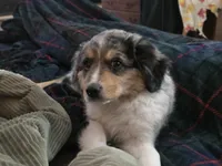 Sky, a male Miniature Australian Shepherd for sale in Omaha, NE – Photo 1 of 5