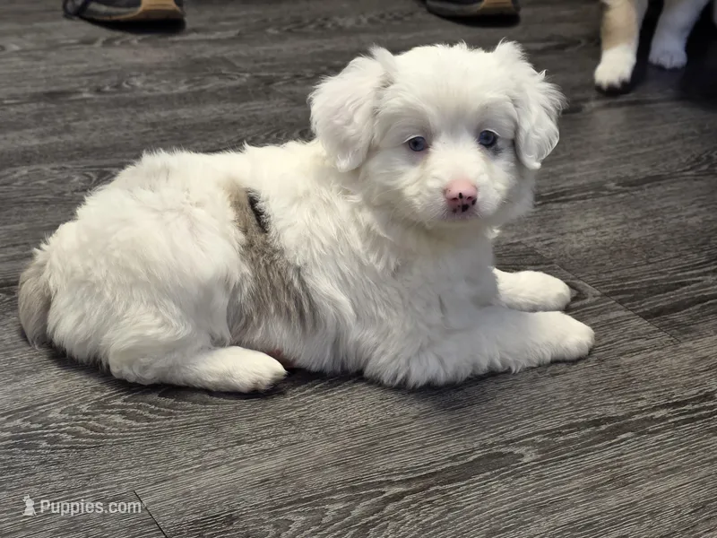 Pinky – Miniature Australian Shepherd puppy for sale in Omaha, NE