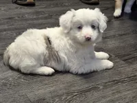 Pinky, a female Miniature Australian Shepherd for sale in Omaha, NE – Photo 1 of 6