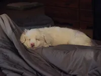 Pinky, a female Miniature Australian Shepherd for sale in Omaha, NE – Photo 2 of 6