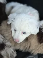 Pinky, a female Miniature Australian Shepherd for sale in Omaha, NE – Photo 6 of 6