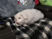 Pinky, a female Miniature Australian Shepherd for sale in Omaha, NE – Photo 4 of 6