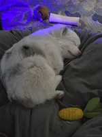 Pinky, a female Miniature Australian Shepherd for sale in Omaha, NE – Photo 5 of 6