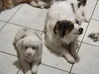 Pinky, a female Miniature Australian Shepherd for sale in Omaha, NE – Photo 3 of 6