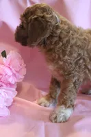 Prince, a male Cockapoo for sale in Alta Vista, IA – 6 of 7