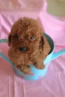 Fern, a female Goldendoodle for sale in Alta Vista, IA – 4 of 5