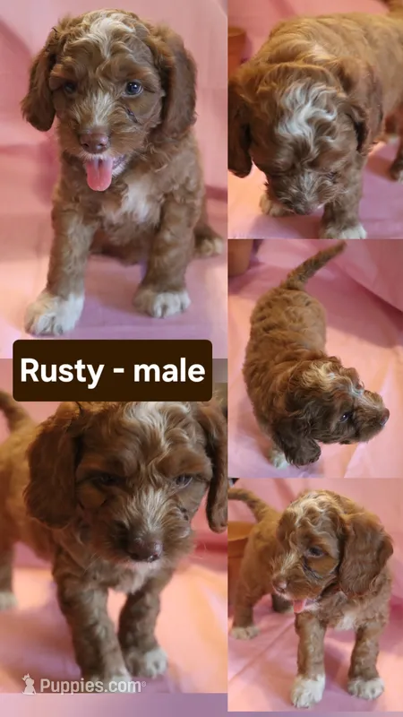 Rusty – Cockapoo puppy for sale in Alta Vista, IA