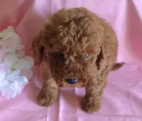 Fern, a female Goldendoodle for sale in Alta Vista, IA – 2 of 5