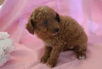 Carson, a male Poodle - Miniature  for sale in Alta Vista, IA – 5 of 10