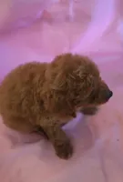 Carson, a male Poodle - Miniature  for sale in Alta Vista, IA – 8 of 10