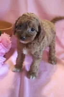 Bonnie, a female Cockapoo for sale in Alta Vista, IA – 2 of 7