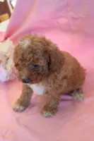 Connor, a male Poodle - Miniature  for sale in Alta Vista, IA – 6 of 7