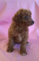 Carson, a male Poodle - Miniature  for sale in Alta Vista, IA – 6 of 10