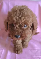 Fern, a female Goldendoodle for sale in Alta Vista, IA – 3 of 5