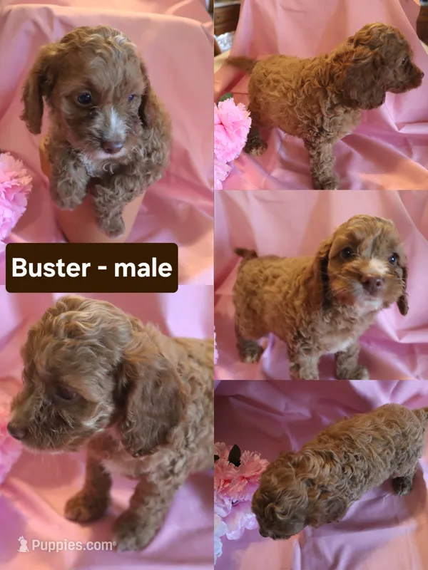 Buster – Cockapoo puppy for sale in Alta Vista, IA
