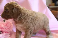 Prince, a male Cockapoo for sale in Alta Vista, IA – 4 of 7