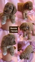 Bonnie, a female Cockapoo for sale in Alta Vista, IA – 7 of 7