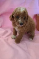 Carly, a female Poodle - Miniature  for sale in Alta Vista, IA – 2 of 6
