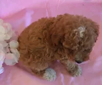 Connor, a male Poodle - Miniature  for sale in Alta Vista, IA – 7 of 7