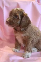 Prince, a male Cockapoo for sale in Alta Vista, IA – 3 of 7