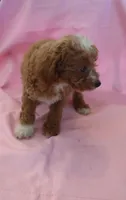 Carly, a female Poodle - Miniature  for sale in Alta Vista, IA – 6 of 6