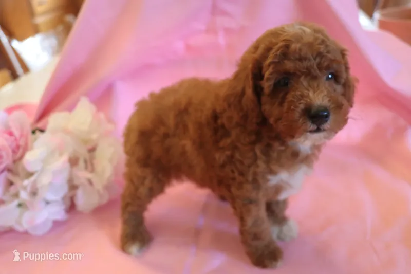 Cody – Poodle - Miniature  puppy for sale in Alta Vista, IA