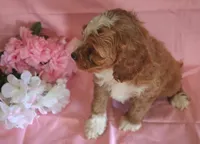 Rover, a male Cockapoo for sale in Alta Vista, IA – Photo 3 of 5