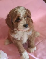 Rover, a male Cockapoo for sale in Alta Vista, IA – Photo 1 of 5