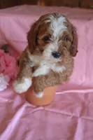 Rover, a male Cockapoo for sale in Alta Vista, IA – Photo 4 of 5