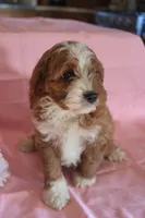 Rover, a male Cockapoo for sale in Alta Vista, IA – Photo 5 of 5