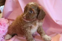 Prince, a male Cockapoo for sale in Alta Vista, IA – 5 of 7