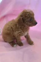 Carson, a male Poodle - Miniature  for sale in Alta Vista, IA – 7 of 10