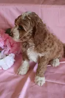 Buddy, a male Cockapoo for sale in Alta Vista, IA – Photo 8 of 8