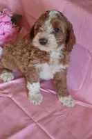 Buddy, a male Cockapoo for sale in Alta Vista, IA – Photo 2 of 8