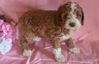 Buddy, a male Cockapoo for sale in Alta Vista, IA – Photo 4 of 8