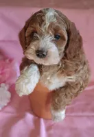 Buddy, a male Cockapoo for sale in Alta Vista, IA – Photo 6 of 8
