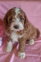 Buddy, a male Cockapoo for sale in Alta Vista, IA – Photo 7 of 8