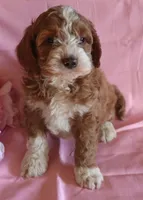 Buddy, a male Cockapoo for sale in Alta Vista, IA – Photo 1 of 8