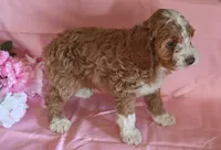 Buddy, a male Cockapoo for sale in Alta Vista, IA – Photo 5 of 8