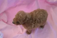 Casey, a female Poodle - Miniature  for sale in Alta Vista, IA – 6 of 6