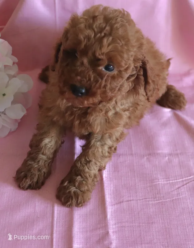 Fern – Goldendoodle puppy for sale in Alta Vista, IA