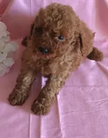 Fern, a female Goldendoodle for sale in Alta Vista, IA – 1 of 5