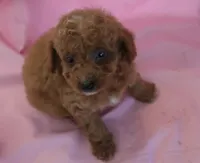 Carson, a male Poodle - Miniature  for sale in Alta Vista, IA – 3 of 10