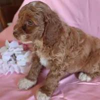 Baxter, a male Cockapoo for sale in Alta Vista, IA – Photo 2 of 6