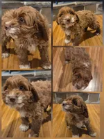 Baxter, a male Cockapoo for sale in Alta Vista, IA – Photo 6 of 6