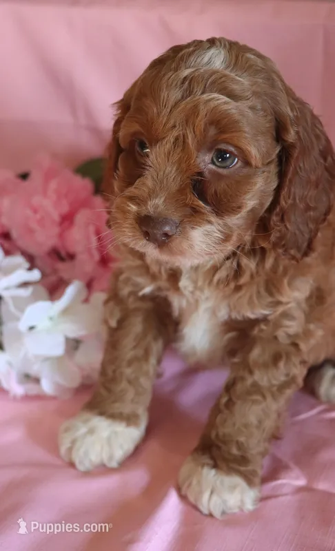 Baxter – Cockapoo puppy for sale in Alta Vista, IA