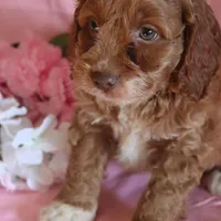 Baxter, a male Cockapoo for sale in Alta Vista, IA – Photo 1 of 6